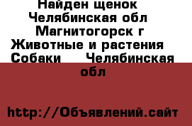 Найден щенок - Челябинская обл., Магнитогорск г. Животные и растения » Собаки   . Челябинская обл.